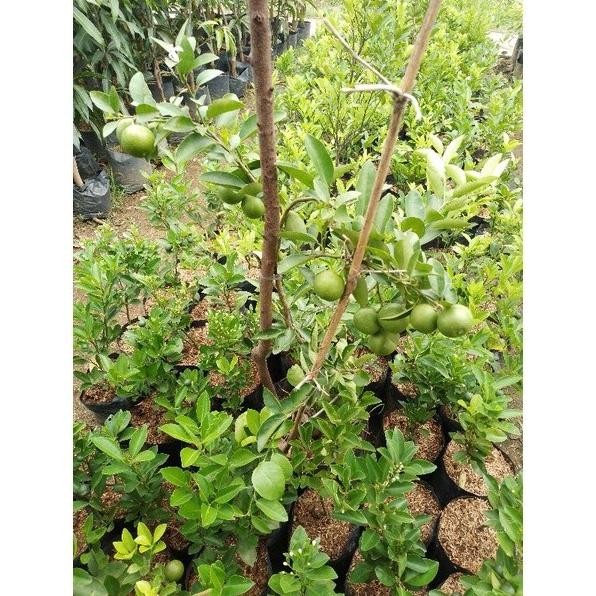 

Terlaris Bibit Pohon Jeruk Nipis Sudah Berbuah Tinggi 80-100 Cm Scvnwb 8832Us