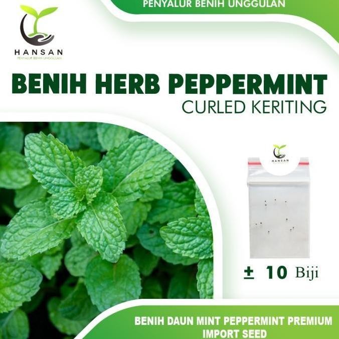 

Terlaris 10 Benih Herb Peppermint Bibit Daun Mint Tanaman Herbal Hidroponik