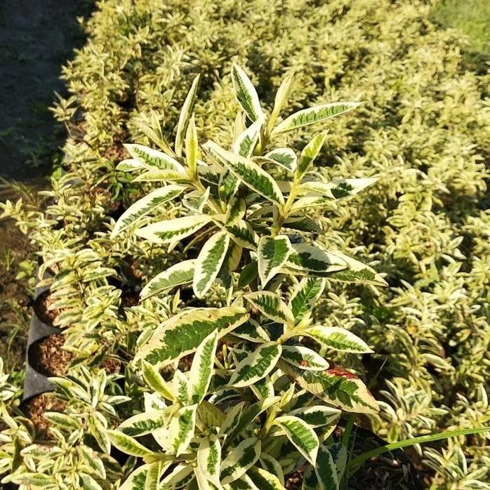 

Terlaris Bibit Tanaman Buah Jambu Krikil Varigata Siap Berbuah Beli 3 Gratis 1