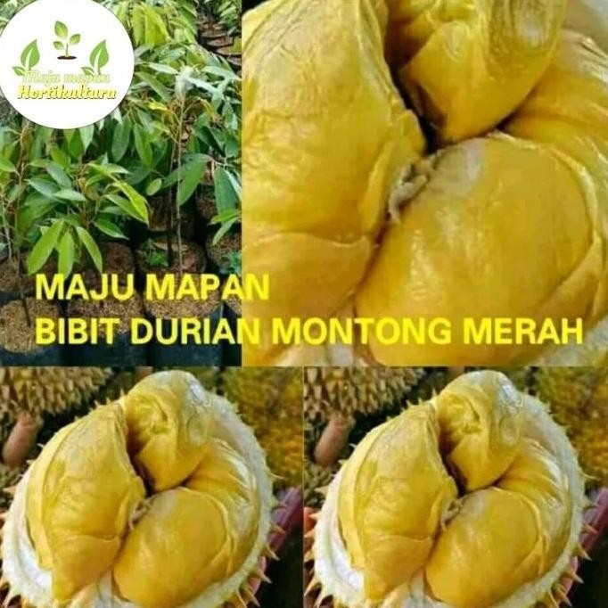 

Terlaris Bibit Durian Montong Merah Okulasi Super