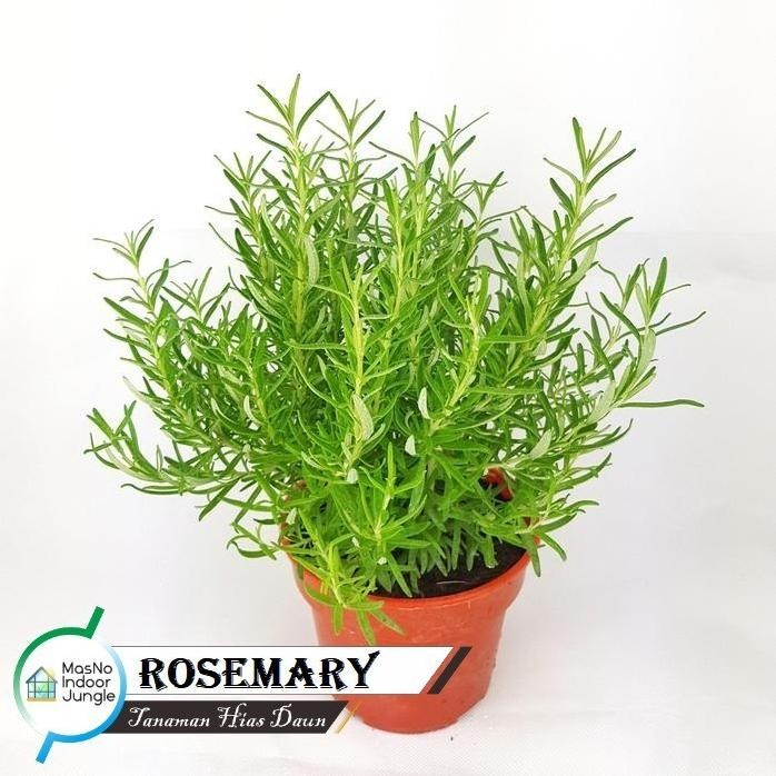 

Terlaris Tanaman Daun Rosemary - Bibit Tanaman Rempah Rosmarin - Herbal