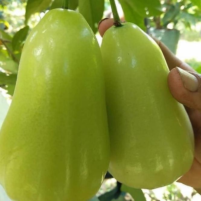 

Terlaris Bibit Pohon Jambu Air Tsg Hasil Okulasi Cepat Berbuah Bisa Tabulampot