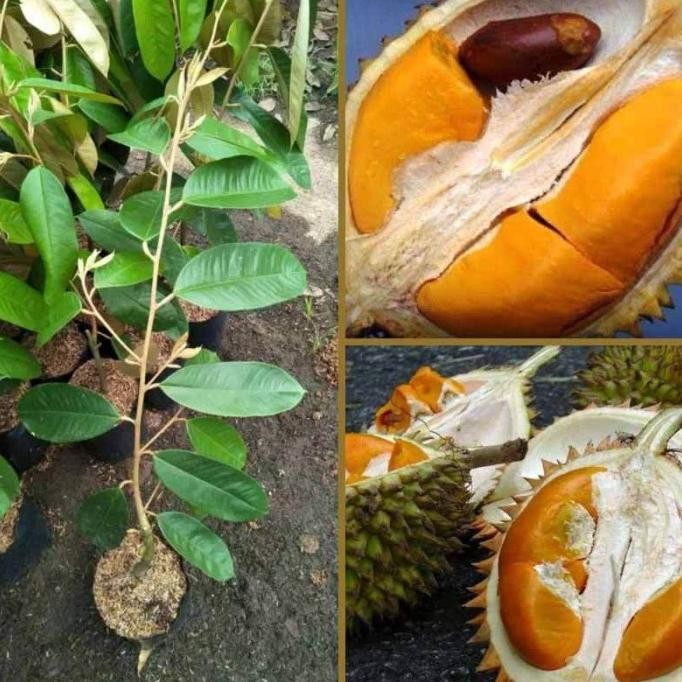 

Terlaris Bibit Durian Tembaga