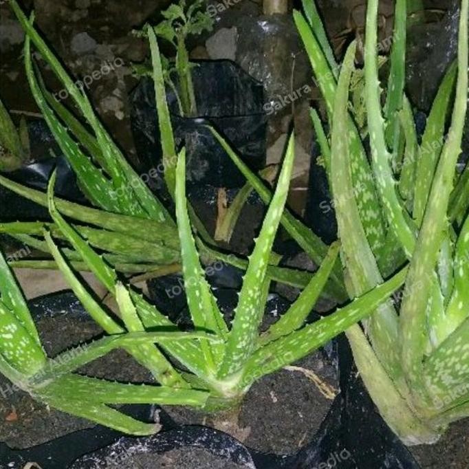 

Terlaris Bibit Pohon Lidah Buaya Perbibit