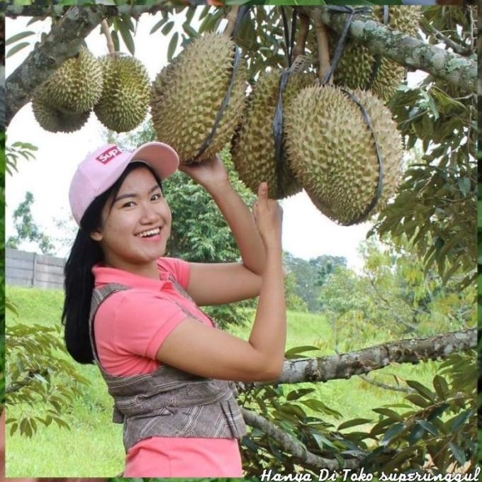 

Terlaris Bibit Durian Musangking Kaki Tiga Unggul