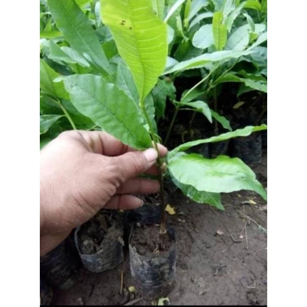 

Terlaris Bibit Jambu Mente Atau Jambu Monyet6