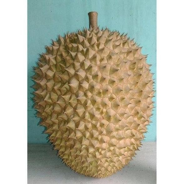 

Terlaris Bibit Tanaman Buah Durian Kumbokarno - Tinggi 60Cm Berkualitas Tos