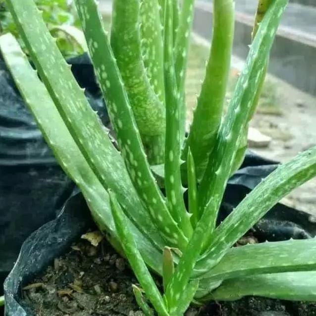 

Terlaris Bibit Tanaman Lidah Buaya