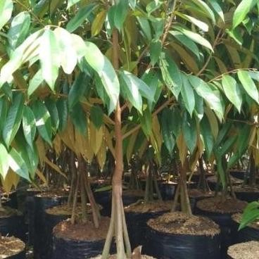

Terlaris Bibit Durian Musang King Kaki 3 Ukuran 1 Meter