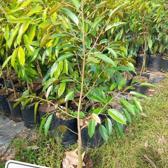 

Terlaris Link Custom Bibit Durian Bawor 100 Pohon