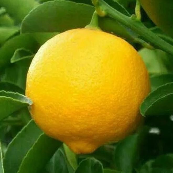 

Terlaris Bibit Tanaman Buah Jeruk Nipis Manis Atz