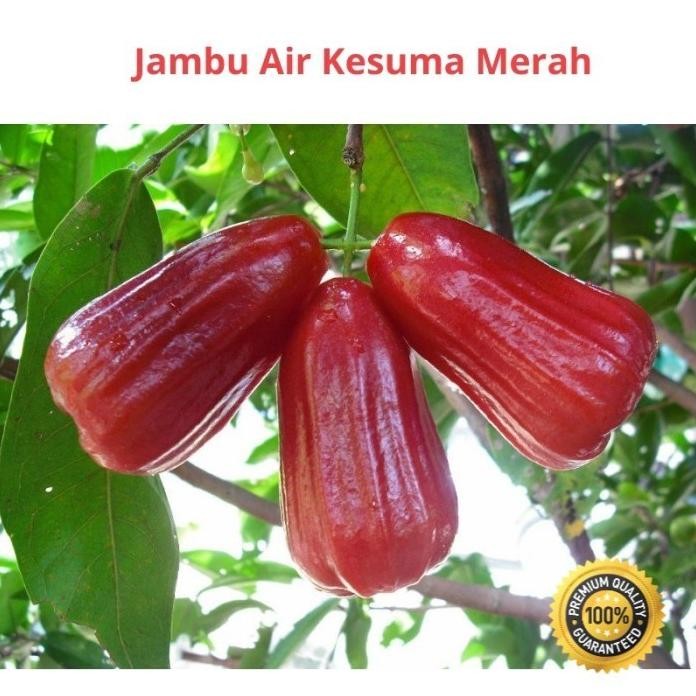 

Terlaris Cod Bibit Buah Kesuma Merah Bibit Tanaman Buah Jambu Air Ber Mmy
