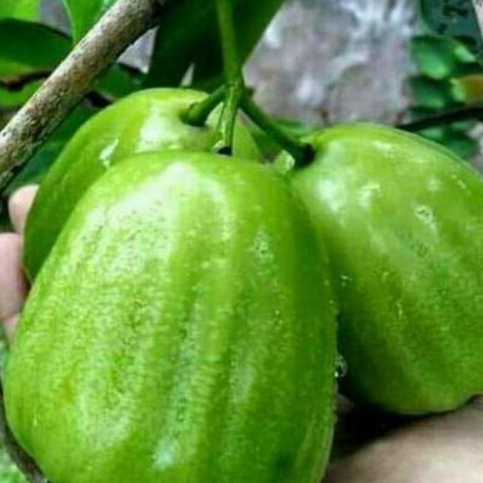 

Terlaris Bibit Jambu Air Kiojok Super.