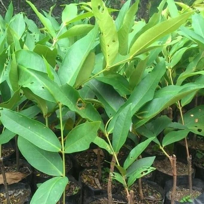 

Terlaris Bibit Jambu Dalhari