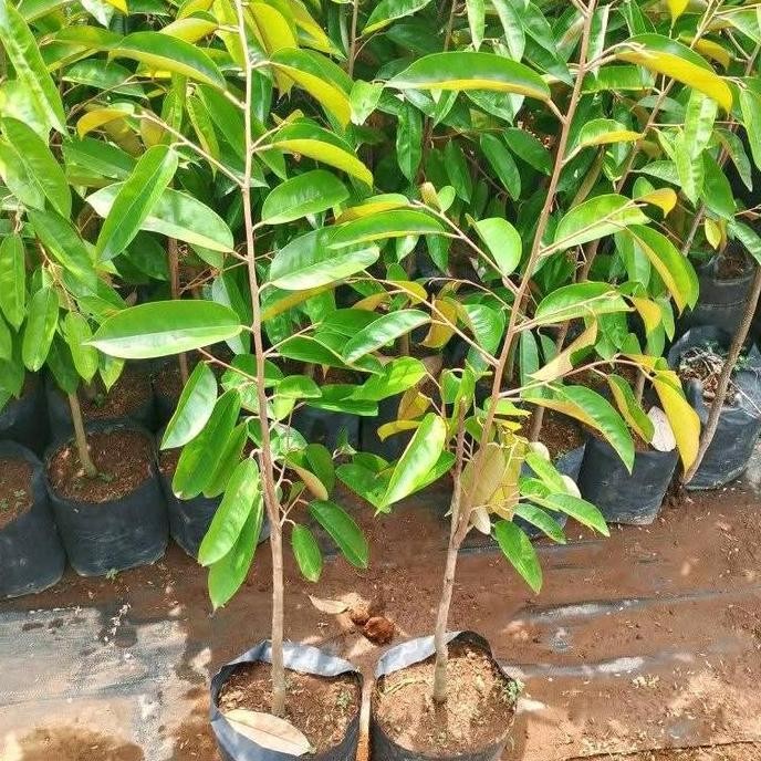

Terlaris Bibit Durian Bawor Asli Tinggi 1 Meter