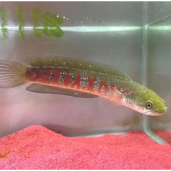 

Terlaris Hiasan Aquarium Channa Asiatica Rs Red ( Spot )