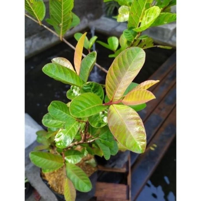 

Terlaris Bibit Buah Jambu Klutuk/Jambu Batu Merah