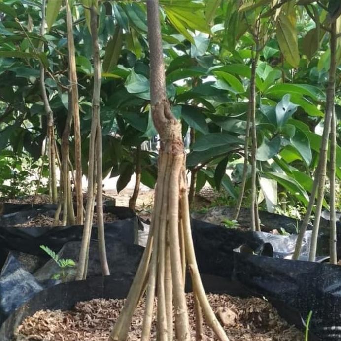 

Terlaris Bibit Tanaman Durian Musang King Kaki 10 Tinggi 1,5 Meter Siap Berbuah