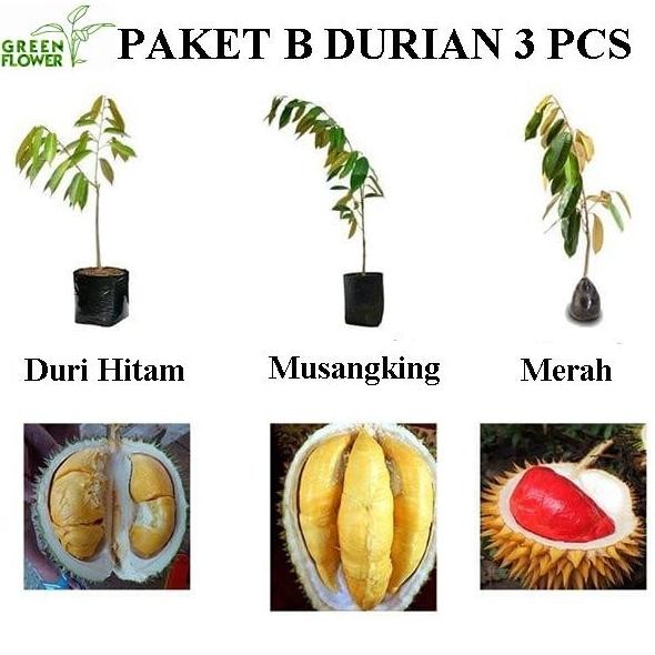 

Terlaris Paket Bibit Durian Kode B 3 Jenis Lebih Murah