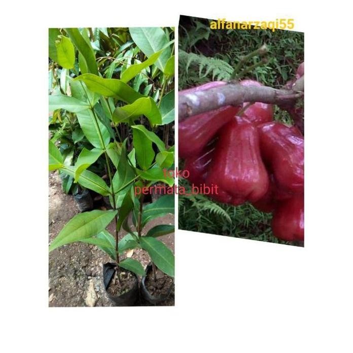 

Terlaris Super Best Bibit Tanaman Buah Jambu Citra Merah Hasil Okulasi Manteb
