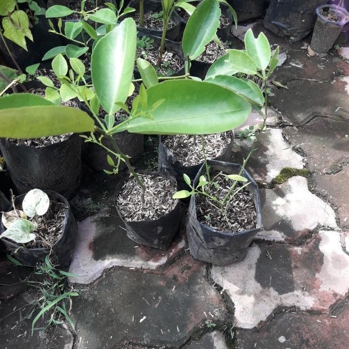 

Terlaris Pohon Bibit Tanaman Jeruk Nipis