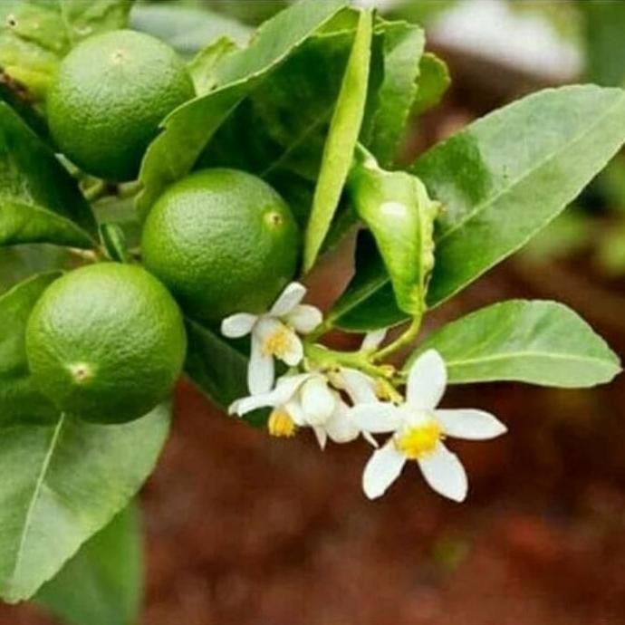 

Terlaris Obral Bibit Tanaman Pohon Buah Jeruk Nipis / Citrus Ber Atzx