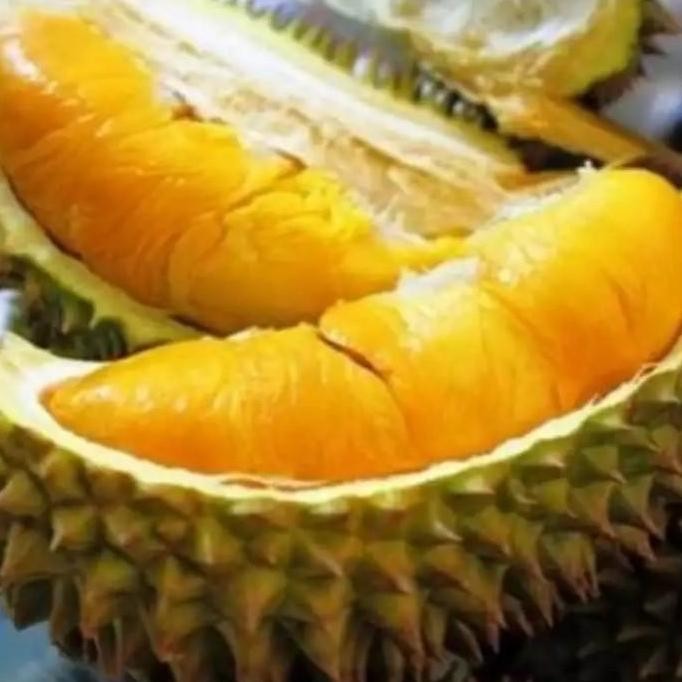 

Terlaris Bibit Durian Musang King Satu Paket Isi 20 Biji