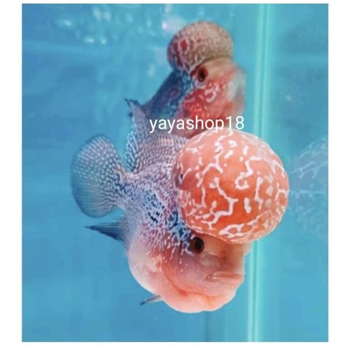 Terlaris Louhan Srd / Srm Ori Thailand Kualitas Bagus Hiasan Aquarium