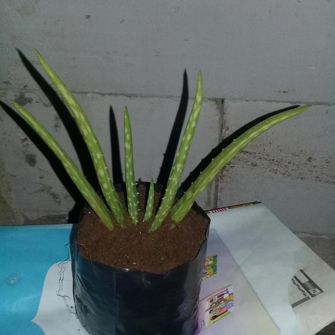 

Terlaris Bibit Pohon Lidah Buaya