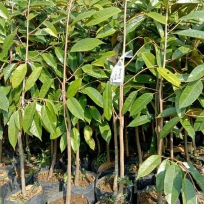

Terlaris Pusat_Alam Paket 4 Bibit Durian Musang King, Bawor, Montong, Duri Hitam Tinggi 1M