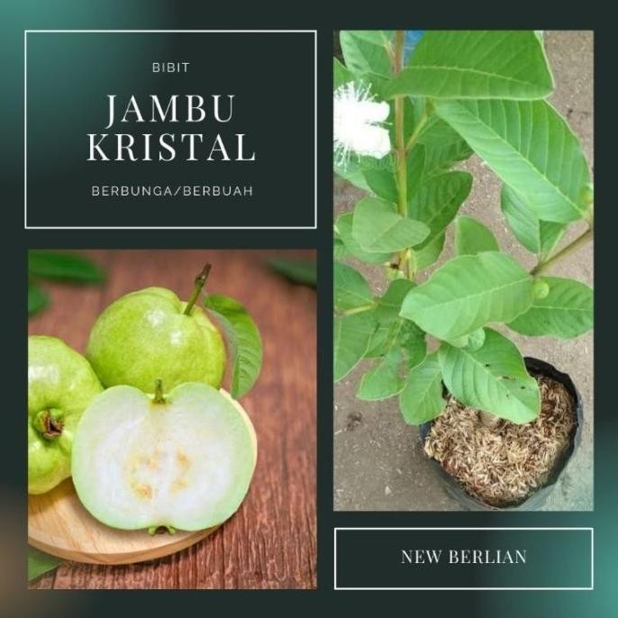 

Terlaris Bibit Tanaman Buah Jambu Kristal Sudah Berbuah Berbunga Ammf
