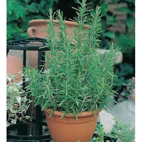 

Terlaris Isi 2 Benih Rosemary F1 Bibit Tanaman Obat / Herbal Import