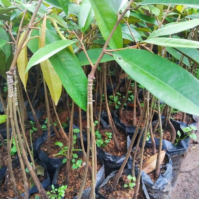 

Terlaris Bibit Durian Kaki 3 Musang King Bawor
