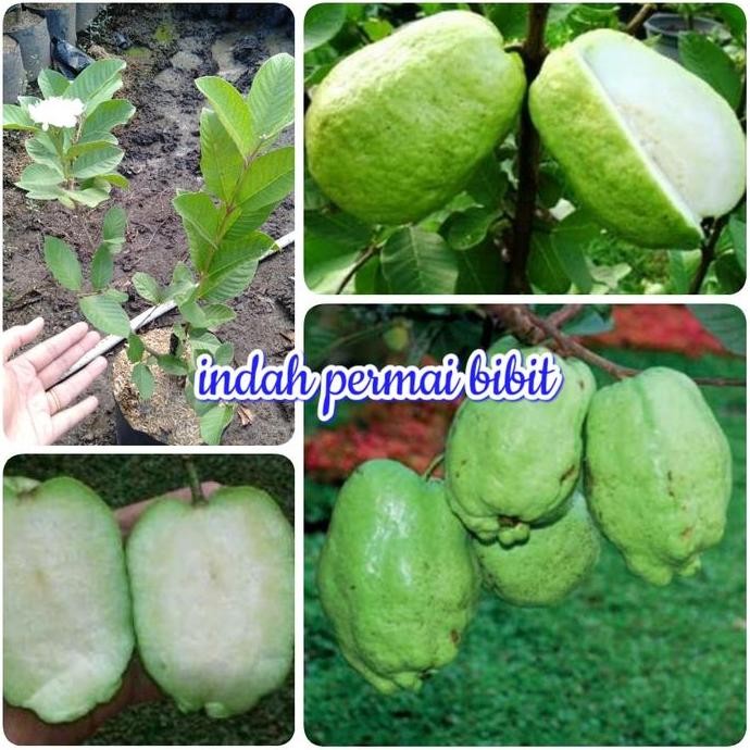 

Terlaris Bibit Tanaman Jambu Farang Thailand Tanpa Biji