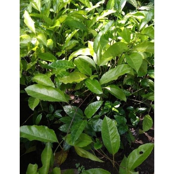 

Terlaris Bibit Jeruk Nipis Unggulan Ribgbi 1440Fc