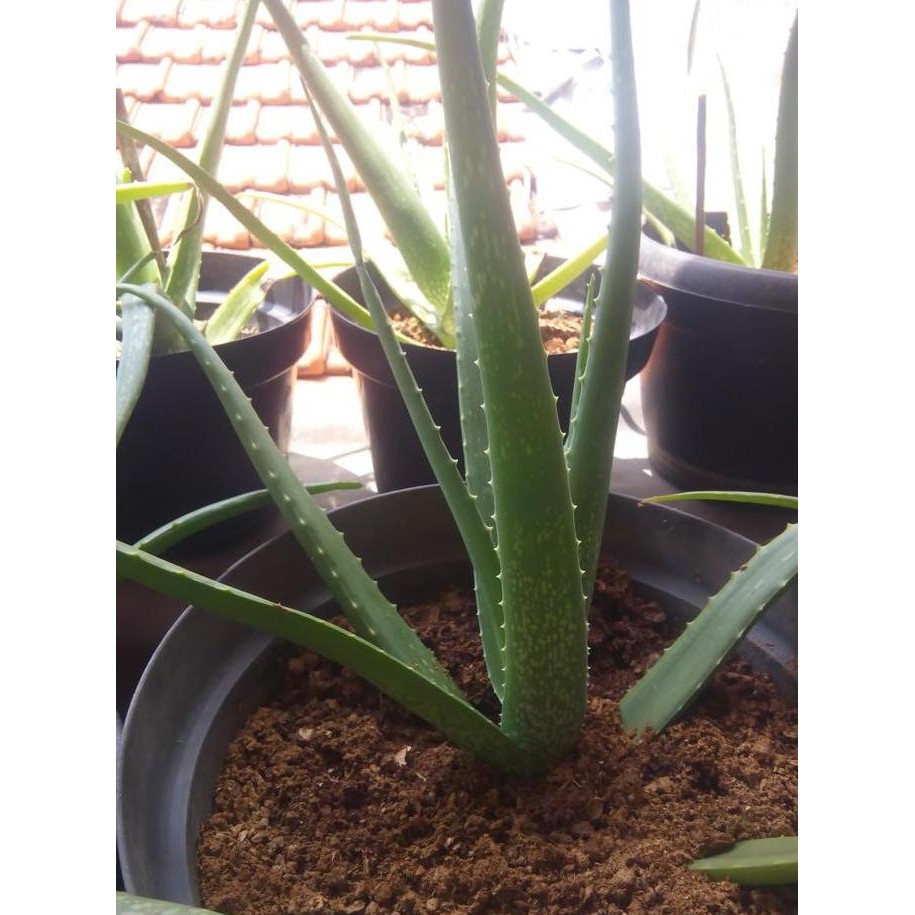 

Terlaris Aloe Vera Lidah Buaya Bibit Tanaman Pohon Hias Herbal Aloevera Besar