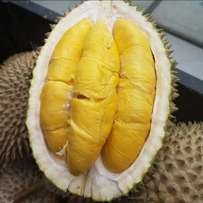 

Terlaris Bibit Durian Musang King Kaki 3