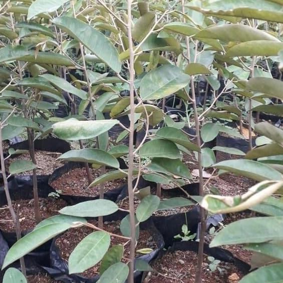 

Terlaris Paket 3 Jenis Bibit Durian Bawor, Monthong Dan Duri Hitam