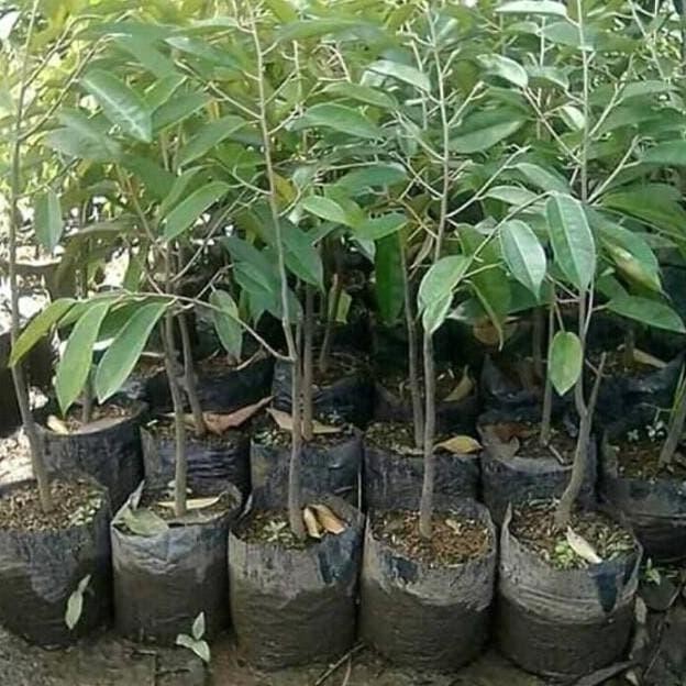 

Terlaris Bibit Durian Montong