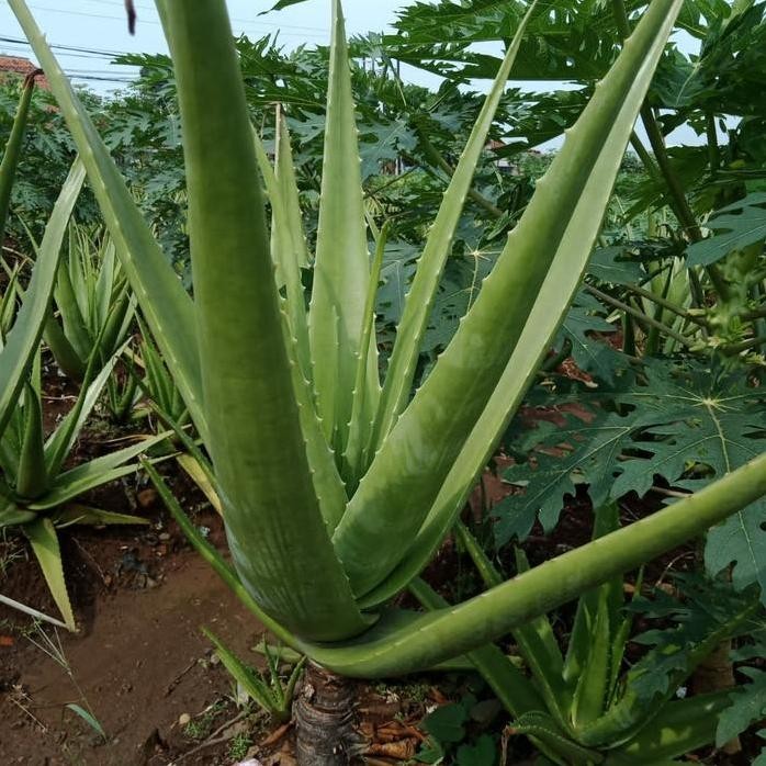 

Terlaris Aloevera Bibit Chinensis/ Lidah Buaya Pontianak Size M Organik