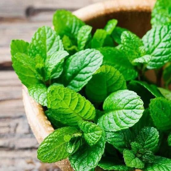 

Terlaris 15 Pcs 5000An Benih Herbal Daun Mint Spearmint Bibit Tanaman Obat