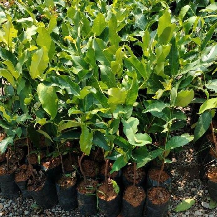 

Terlaris Shk - Bibit Jambu Dalhari Okulasi Uk 1M Up Genjah Buah Super Manis