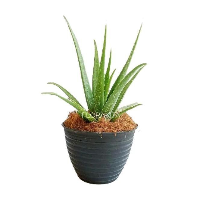 

Terlaris Tanaman Herbal - Tanaman Lidah Buaya - Bibit Tanaman Herbal - Tanaman Aloevera Banyak Manfaat