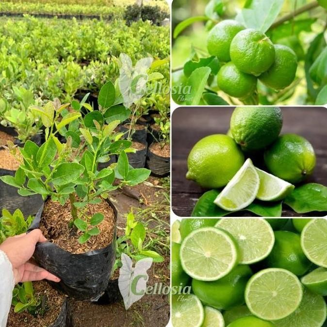 

Terlaris Bibit Tanaman Buah Jeruk Nipis / Jeruk Pecel Cangkok Cepat Berbuah Ax