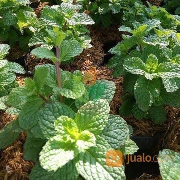 

Terlaris Bibit Daun Mint Papermint Ysndyd 3584Ue