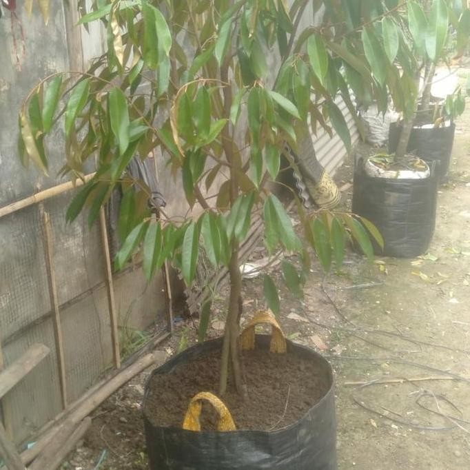 

Terlaris Bibit Durian Musangking Berkwalitas Besar Rimbun Kokoh Puas