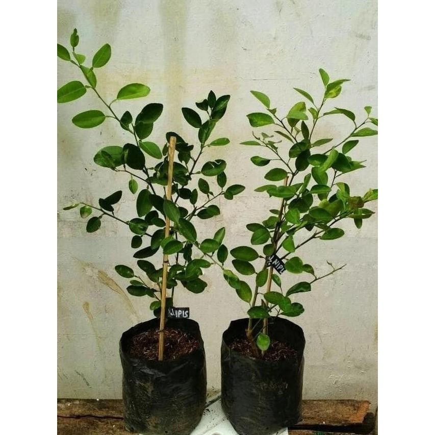 

Terlaris Bibit Jeruk Nipis/Pohon Jeruk Nipis Az