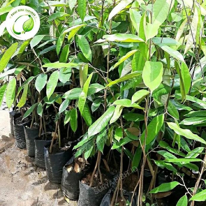 

Terlaris Bibit Tanaman Durian Montong Kaki 3 Okulasi Asli Unggul
