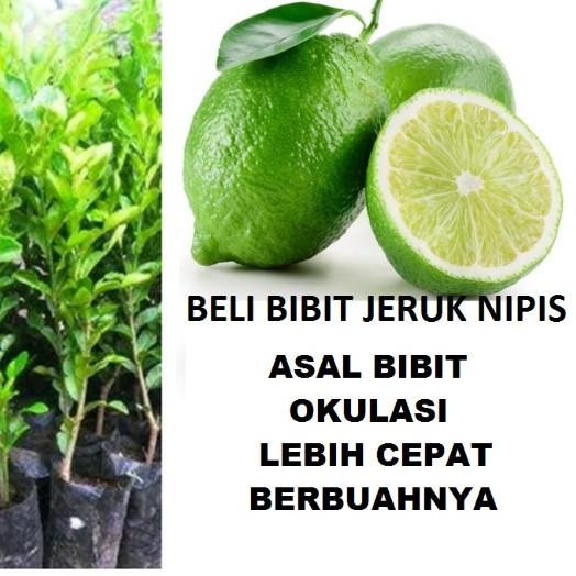 

Terlaris Bibit Jeruk Nipis/Tanaman Buah Jeruk Nipis Tob