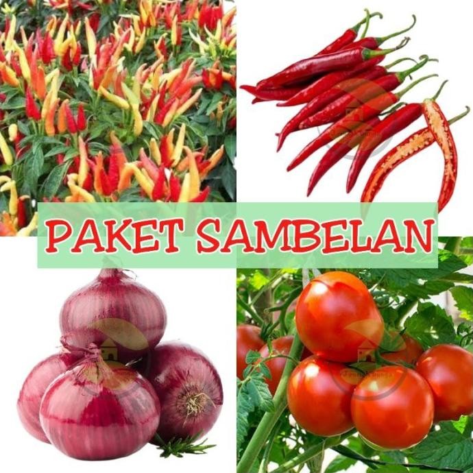 

Terlaris Pty_ Paket Hemat Sayuran Benih Sambelan Benih Bibit Sayuran Tomat Bawang Merah Cabe Merah Cabe Rawit